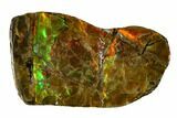 Iridescent Ammolite (Fossil Ammonite Shell) - Alberta, Canada #147450-1